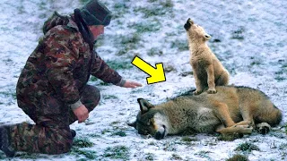 Man helps crying wolf cub and his dying mother, what happened next is unbelievable