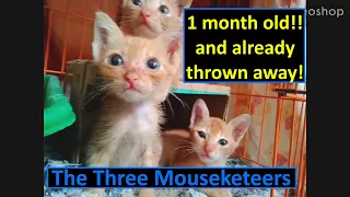 Three little kitten babies rescued from a burning rubbish tip - The Three Mouseketeers.