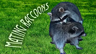 mating raccoons | A male and female raccoon