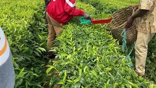 Magnificent Tea Plucking Machine First Time Farmers Usage Training