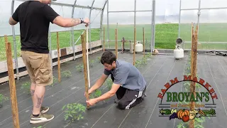 Stringing Tomatoes in the High Tunnel