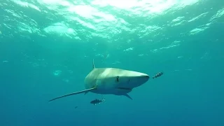 Diving with Blue Sharks, Azores 2016, Horta / Faial