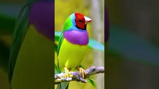 красивые птицы 🦜😀 и гипарды 🐆😀