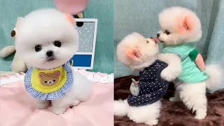 Cute and Funny Pomeranian Videos 211 #Shorts