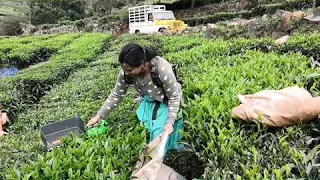 Battery tea harvester