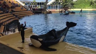 Loro parque orcas show  🐬attraction park Tenerife Canaries 🐾 Лоро парк шоу касаток зоо Тенерифе