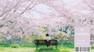 𝗝-𝗣𝗼𝗽 𝗣𝗹𝗮𝘆𝗹𝗶𝘀𝘁 Spring With Cherry Blossoms In Full Bloom🌸 ㅣ #JPOP #Sakura