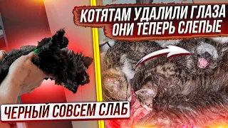 Удалили котятам с подвала глаза. Черному совсем плохо. Выживет ли? Лакомке совсем закончили лечение.