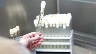 Лабораторный практикум «Биотехнологии в сельском хозяйстве микроклональное размножение картофеля»