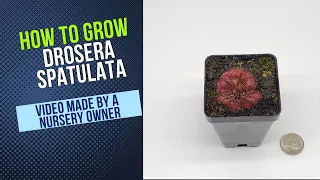 How To Grow And Propagate Drosera Spatulata (Carnivorous Plant Grow Guide) OLD