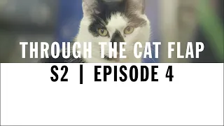 FIV Cats: Symptoms, Care & Adoption | Through The Cat Flap | S2 | Episode 4