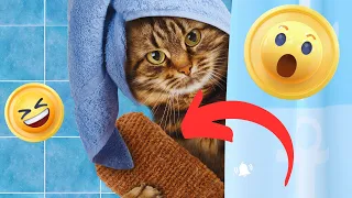 CATS you will remember and LAUGH all day! 😂Funny Cats Videos