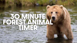 30 Minute Timer - Thirty Minute Forest Animal Timer - Peaceful Bird Alarm Sound