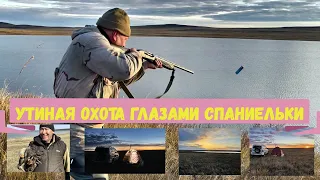 Утиная охота глазами спаниельки.