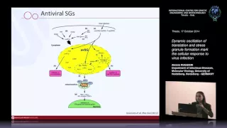 A. Ruggieri - Dynamic oscillation of translation and stress granule formation mark the cellular...