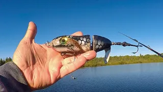 MUSKY FISHING NORTHERN WISCONSIN!! - Topwater Muskies in Shallow Water