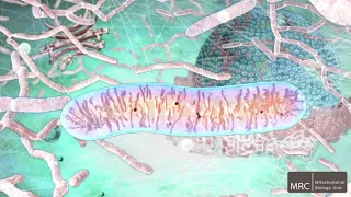 Inside the human cell (narrated)