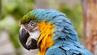 Interessantes über den Papagei 🦜 Papagei Doku