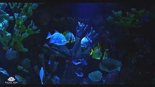 Coral Reef AQUARIUM with Beautiful Fish 🐟 Underwater Ambience 🐟 10 Hour Sleep Sound