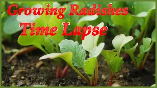 Radishes Time Lapse - Soil cross section-Growing Heirloom Radishes