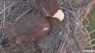 ОРЛЯТКО E23 ВЕЧЕРЯЄ БІЛОГОЛОВОГО ОРЛАНА. ПЗФЛ. США 19-4-24-EAGLET E23 . BALD EAGLE'S NEST. SWFL. USA