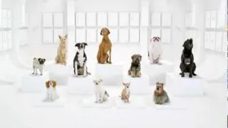 Star Wars Song DOGS Commercial VW