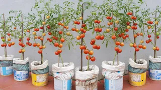 I wish I knew this method of growing tomatoes sooner. Many large and sweet fruits