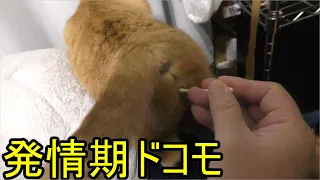 発情期をむかえたドコモ猫…あんよが上手なドコモちゃん…ゆったりとすごすんだよー