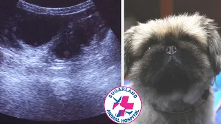 Pregnancy ultrasound - Gigi the dog is pregnant! puppies on the way!