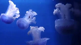 Valencia Oceanografic - Largest aquarium in Europe