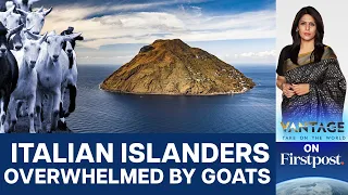 Goats Overrun Italian Island of Alicudi: Can Humans Fight Back? | Vantage with Palki Sharma