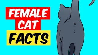 10 Fascinating FACTS about Female Cats you need to know