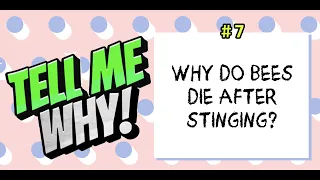 [Tell Me Why] Ep 7: Why Do Bees Die After Stinging?