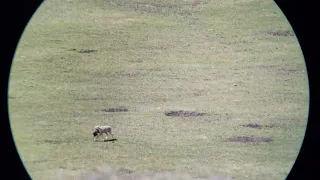 Coyote moving day