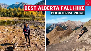 Is this the BEST ALBERTA HIKE for fall colours? (Hiking in the Kananaskis at Pocaterra Ridge)