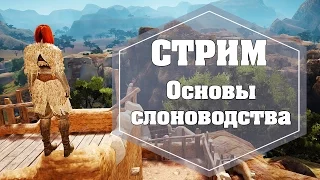 СТРИМ. Black Desert. Волшебница. Основы слоноводства и наконец-то гм2 торговли!