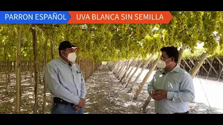 REPORTAJES CAMANÀ - LA UVA DE MESA