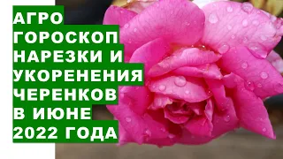 Αγροωροσκόπιο κοπής και ριζοβολίας μοσχευμάτων φυτών τον Ιούνιο του 2022