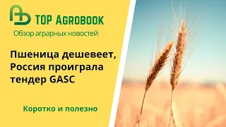 Пшеница дешевеет, Россия проиграла тендер GASC. TOP Agrobook: обзор аграрных новостей