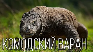Komodo Lizard: A poisonous dragon from Komodo Island | Interesting facts about reptiles