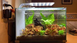 TOPFIN 5 Gallon Tank Review