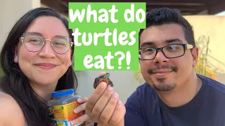 What to Feed Your Turtle