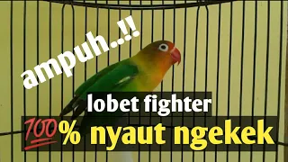 emosi full!!! ngetik koek ngekek komplit.bikin lovebird yang dengar langsung respon bunyi