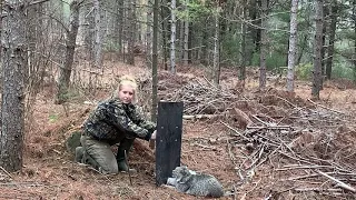 Bobcat Released Unharmed from Hollow Log Fisher Set using humane foothold trap