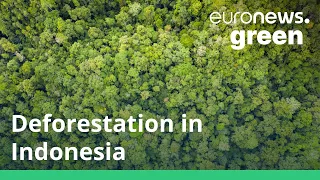 Why has Indonesia ended a multi-million euro forest protection deal with Norway?