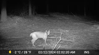 Bobcat - Thursday, February 22, 2024 at 2:02 AM