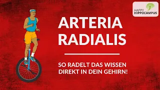 Anatomie lernen: Arteria radialis & ihre Abgänge blitzschnell merken mit genialem Gedächtnispalast!