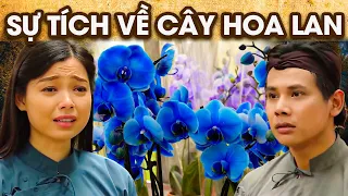 SỰ TÍCH CÂY HOA LAN I | SỰ TÍCH VIỆT NAM MỚI NHẤT 2023 | PHIM SỰ TÍCH HAY NHẤT 2023 | GHIỀN CỔ TÍCH