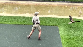 Bird show at Australia zoo in the Crocoseum