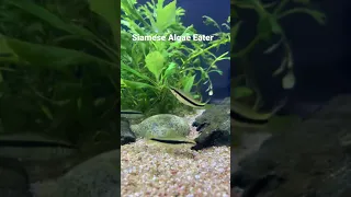 Siamese Algae Eater #algaeeater #aquarium #fishtank #cleanupcrew #fishkeeping #aquascape #shorts